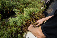 Load image into Gallery viewer, Giant Sequoia | Lot of 30 Tree Seedlings