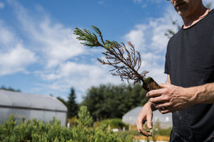 Giant Sequoia | Lot of 30 Tree Seedlings