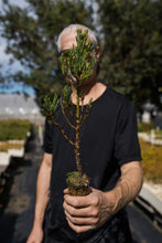 Load image into Gallery viewer, Giant Sequoia | Lot of 30 Tree Seedlings