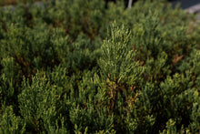 Load image into Gallery viewer, Giant Sequoia | Lot of 30 Tree Seedlings