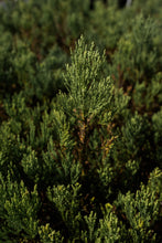 Load image into Gallery viewer, Giant Sequoia | Lot of 30 Tree Seedlings