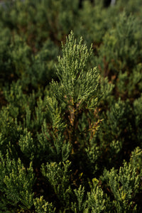 Giant Sequoia | Lot of 30 Tree Seedlings