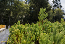 Load image into Gallery viewer, Giant Sequoia | Lot of 30 Tree Seedlings