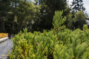 Giant Sequoia | Lot of 30 Tree Seedlings