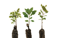 Load image into Gallery viewer, Oaks of California | Collection of 3 Seedlings | The Jonsteen Company