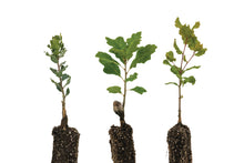 Load image into Gallery viewer, Oaks of California | Collection of 3 Seedlings | The Jonsteen Company