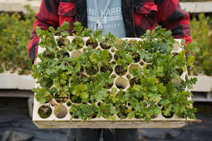 Oregon White Oak | Lot of 30 Tree Seedlings | The Jonsteen Company