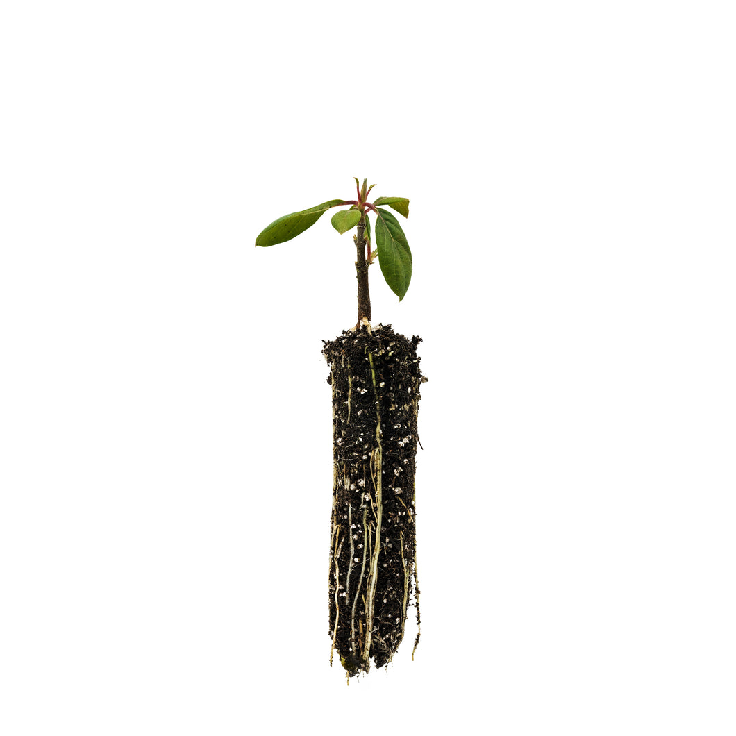 Pacific Dogwood | Small Tree Seedling | The Jonsteen Company