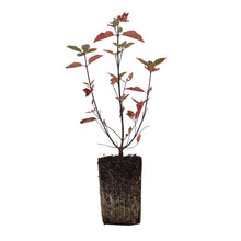 Load image into Gallery viewer, Pacific Dogwood | XL Tree Seedling