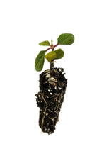 Load image into Gallery viewer, Pacific Dogwood | Small Tree Seedling | The Jonsteen Company