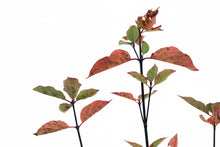 Load image into Gallery viewer, Pacific Dogwood | XL Tree Seedling