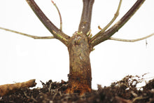 Load image into Gallery viewer, Pacific Dogwood | XL Tree Seedling