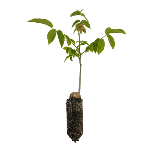 Paradox Walnut | Medium Tree Seedling | The Jonsteen Company