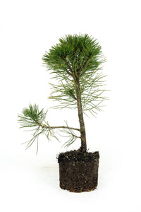 Bonsai Special | Bosnian Pine (A2)