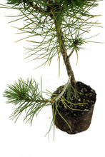 Load image into Gallery viewer, Bonsai Special | Bosnian Pine (A2)