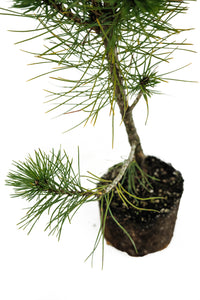 Bonsai Special | Bosnian Pine (A2)