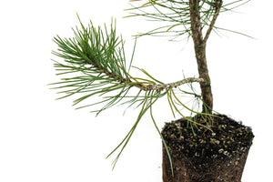 Bonsai Special | Bosnian Pine (A2)