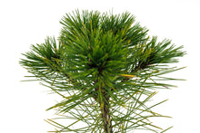 Load image into Gallery viewer, Bonsai Special | Bosnian Pine (A2)