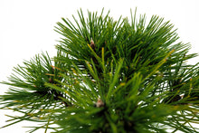 Load image into Gallery viewer, Bonsai Special | Bosnian Pine (A2)