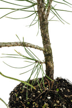 Load image into Gallery viewer, Bonsai Special | Bosnian Pine (A2)