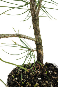 Bonsai Special | Bosnian Pine (A2)