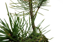 Load image into Gallery viewer, Bonsai Special | Bosnian Pine (A2)