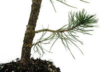 Load image into Gallery viewer, Bonsai Special | Bosnian Pine (A2)