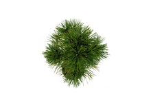 Load image into Gallery viewer, Bonsai Special | Bosnian Pine (A2)