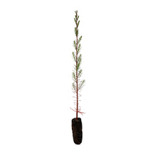 Load image into Gallery viewer, Pond Cypress | Medium Tree Seedling