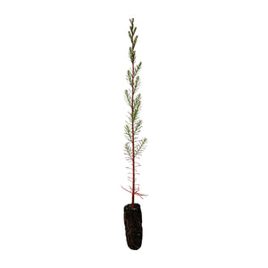 Pond Cypress | Medium Tree Seedling