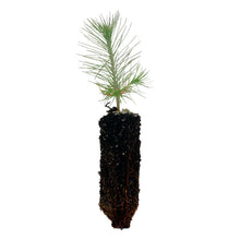 Load image into Gallery viewer, Ponderosa Pine | Medium Tree Seedling | The Jonsteen Company