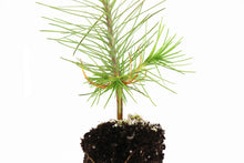 Load image into Gallery viewer, Ponderosa Pine | Medium Tree Seedling | The Jonsteen Company