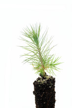 Load image into Gallery viewer, Ponderosa Pine | Medium Tree Seedling | The Jonsteen Company