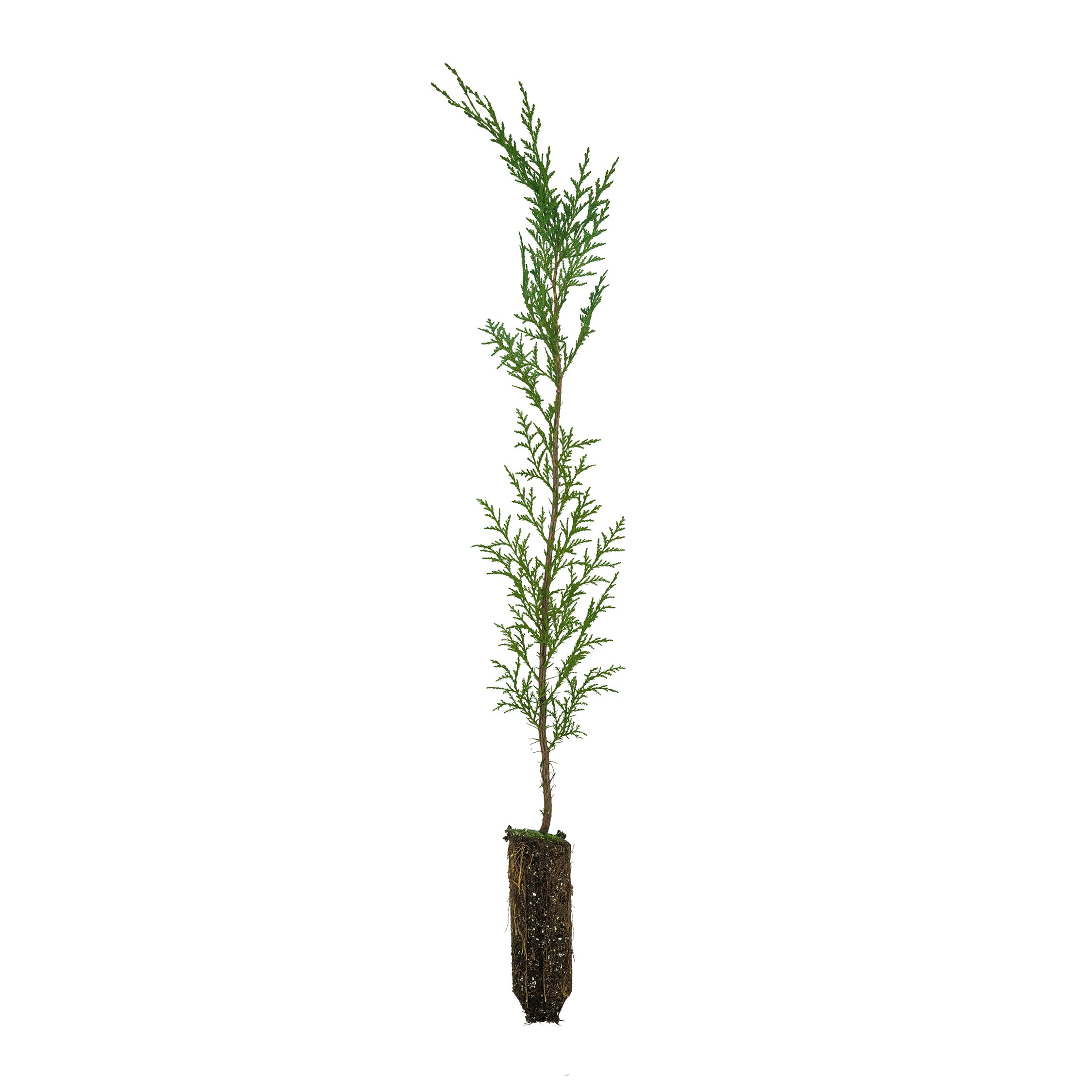 Port Orford Cedar | Medium Tree Seedling – The Jonsteen Company