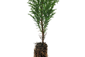 Port Orford Cedar | Small Tree Seedling | The Jonsteen Company