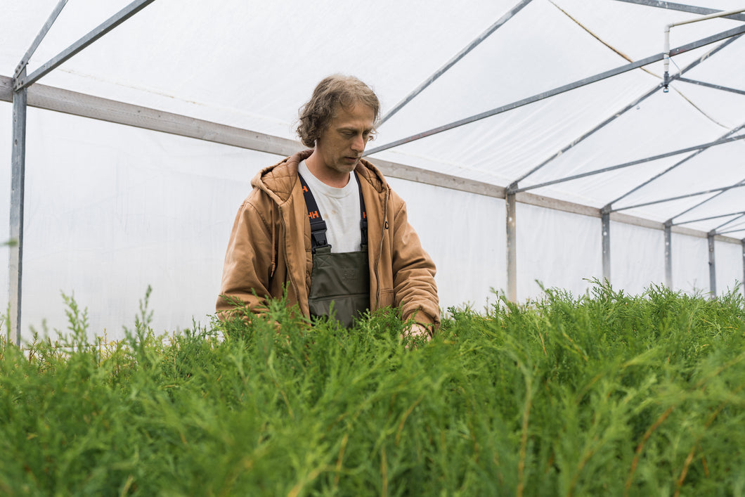 Port Orford Cedar | Lot of 30 Tree Seedlings | The Jonsteen Company