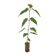 Load image into Gallery viewer, Red Snakebark Maple | Medium Tree Seedling | The Jonsteen Company
