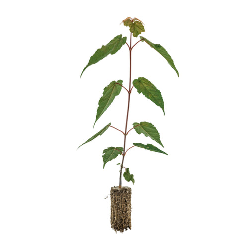 Red Snakebark Maple | Medium Tree Seedling | The Jonsteen Company