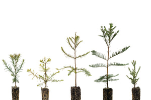 Redwoods of the World | Collection of 5 Seedlings | The Jonsteen Company