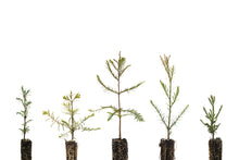Load image into Gallery viewer, Redwoods of the World | Collection of 5 Seedlings | The Jonsteen Company