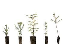 Load image into Gallery viewer, Redwoods of the World | Collection of 5 Seedlings | The Jonsteen Company