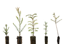 Load image into Gallery viewer, Redwoods of the World | Collection of 5 Seedlings | The Jonsteen Company