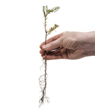 Load image into Gallery viewer, Montezuma Cypress | Nursery Lot of 30 Bare Root Seedlings