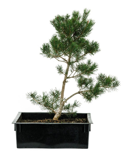 Bonsai Special | Scotch Pine (A2)