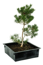 Load image into Gallery viewer, Bonsai Special | Scotch Pine (A2)