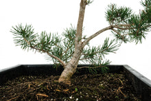 Load image into Gallery viewer, Bonsai Special | Scotch Pine (A2)