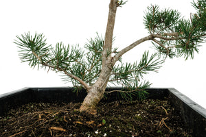 Bonsai Special | Scotch Pine (A2)