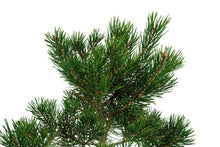 Load image into Gallery viewer, Bonsai Special | Scotch Pine (A2)