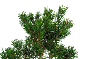 Bonsai Special | Scotch Pine (A2)