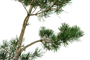 Bonsai Special | Scotch Pine (A2)